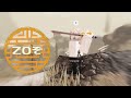 ZOぞ Montage #2 | Rizu