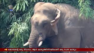 കൊമ്പൻ്റെ ഒരു ദിനം #elephant #aana #komban #oneday #elephantday #elephants #animals #single