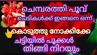 ഈ വേനൽക്കാലത്തും മുറ്റം നിറയെ പൂക്കൾ വേണോ#ചെമ്പരത്തി പൂവ് ഇത് പോലെ കൊടുക്ക്#gardening tips