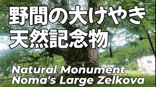 ＃71  野間の大けやき（天然記念物）大阪府豊能郡能勢町 Noma's Great Zelkova (a natural monument)