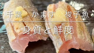 千葉　かます　梭子魚　身質と鮮度