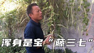 老农讲藤三七的养殖方法，家里养这么一盆泡水喝、煲汤用强身健体【养花的师傅】