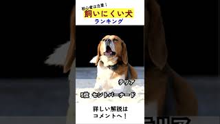 初心者は注意！飼いにくい犬ランキング！