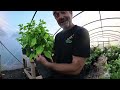 north cornwall chilli farm biochar update