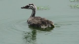 カンムリカイツブリの親子　Great Crested Grebe parent and child【 Nussie Village / ぬっしー村 】