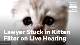 Lawyer Trapped in Kitten Filter During Zoom Hearing