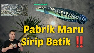 Pabrik Maru Batik ‼️ 😍😱😍