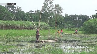 নদী শুকিয়ে গেছে অথচ জমিতে কোমর পানি ! | Narsingdi  News