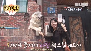 절미를 능가하는 인터넷 스타★삼식이의 인기★ㅣThe dog who became an internet sensation ★Samsik★