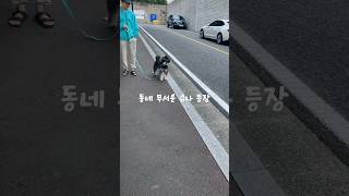 머리 힘 뽝 준 무서운 슈나 등장.. #schnauzer #슈나우저 #셔틀랜드쉽독 #강아지일상