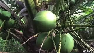 ដូងបងមឿនល្អណាស់#agriculture#farmer#coconut#howto#happy#shortvideo#cambodia@saravuthros6022