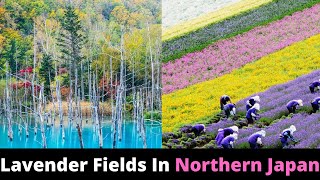 The Magical Hokkaido Lavender Fields of Japan