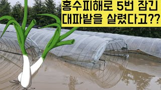 [한국농수산TV] 홍수피해로 5번 물에 잠긴 대파 하우스를 살렸다고??? 전북 완주