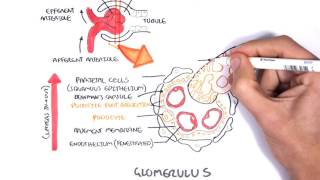 Nephrotic Syndrome - Types and pathology (histology)