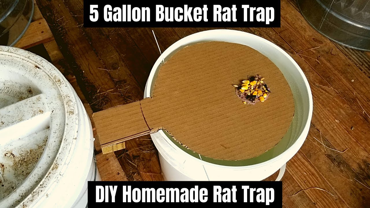 5 Gallon Bucket Rat Trap Diy