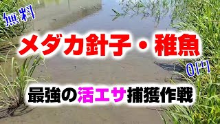 【メダカ活餌】0円でメダカ針子・稚魚のエサをゲットしました