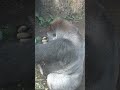 ピーナッツの殻剥き名人ハオコ 💙 【上野動物園】 ゴリラ🦍