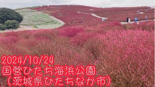 2024/10/24　国営ひたち海浜公園コキア、コスモス（茨城県ひたちなか市）