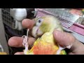 気ままなエルチィ♪【キホオボウシインコ】【ホオミドリウロコインコ】【2020年12月28日】