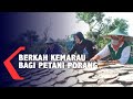 Berkah Kemarau Bagi Petani Porang