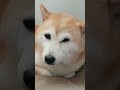 一臉想睡覺的芒果妹妹😍 可愛い dog pets 毛小孩 cute animals 小狗 狗狗 shiba shorts shortvideo family missyou