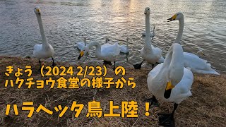 きょうのハクチョウ 🦢 食堂の様子から 2/23 GoProネックレスマウント Today 's scene of diner for swans 🦢 by GoPro necklace mount