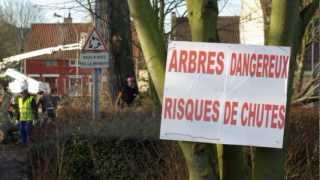 Loos en Gohelle .peupliers avenue du Général-de-Gaulle. élagage le 05 01 2012