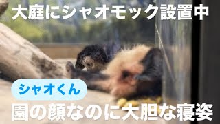 シャオくん、動物園の顔なのに大胆な寝姿　2024.12.04【レイレイ/シャオシャオ】