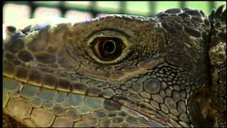 Going Wild: The Green Iguana