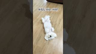 피곤한 개가 행복한 개 #미뇽이 #귀여운강아지 #shorts