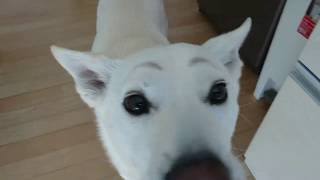 【衝撃映像】眉毛犬は実在した！【すごい衝撃映像】