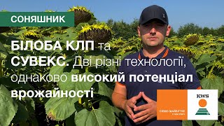 БІЛОБА КЛП та СУВЕКС. Дві різні технології, однаково високий потенціал врожайності | КВС-УКРАЇНА