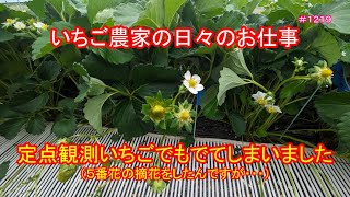 定点観測いちごでもでてしまいました（５番花の摘花をしたんですが・・・）　いちご農家の日々のお仕事