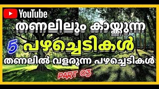 തണലിൽ കായ്ക്കുന്ന പഴച്ചെടികൾ .ഭാഗം-03  Fruit plants that bear fruit in the shade.Episode-03