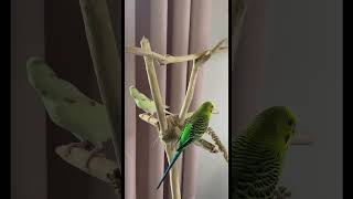 Budgie trying to figure out how to climb the curtains 😂💚💛 #budgielife #parakeet  ￼