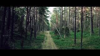 Summer in The Forest.Летний лес.Latvia. Mинута в лесу.