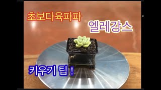 🌵💥초보다육파파 엘레강스_Echeveria elegans_키우기💥🌵