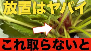 【苺の栽培】大きい花を上げるための最重要作業〜株の充実【脇芽取り】