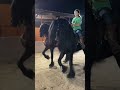 ¿sabías esto del caballo frisón datos curiosos 🧠