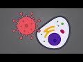 How mRNA Vaccines Work - Simply Explained