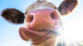 Amazing Cow Facts: Why Cows Are Gentle Giants of the Farm!