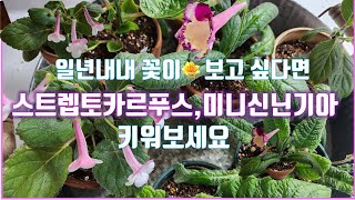 [쑤니의한평정원] 새로 들인 식물 언박싱^^일년 내내 꽃🌸🌺이 보고 싶다면 스트렙토카르푸스,신닌기아를 키워보세요ㅣ언박싱 ㅣ분갈이 #스트렙토카르푸스#신닌기아