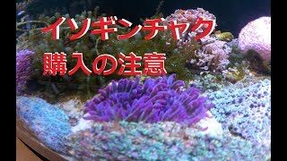 【海水水槽】安くて比較的丈夫なイソギンチャク