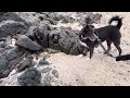 gravy the traveling dog explores diguisit beach🌊 u0026 rock formations of baler aurora on saturday pm