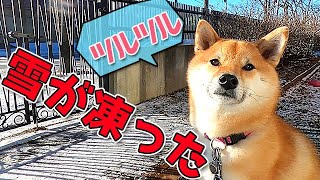 サラッと雪が降った朝、家の前で番犬をする柴犬