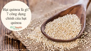 Hạt quinoa là gì? 7 công dụng chính của hạt quinoa