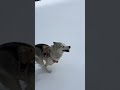 giving my husky the best life i can skiing