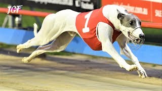 Greyhound racing - distance 515 metres