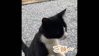 朝ご飯ーと叫ぶ猫　地域猫編　#shorts #猫