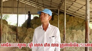 គោជិត800ក្បាល 1ឆ្នាំ លោក ហ៊ត លាង ត្រូវការចំបើង250តោន សម្រាប់ឲ្យគោស៊ី